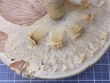 Agaricus pocillator image