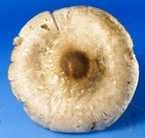 Agaricus pocillator image