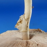 Agaricus pocillator image
