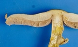 Agaricus pocillator image