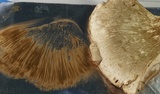 Agaricus pocillator image