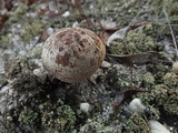 Laccaria trullisata image