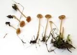 Galerina clavata image
