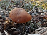 Laccaria trullisata image