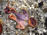 Laccaria trullisata image