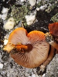 Laccaria trullisata image