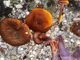 Laccaria trullisata image