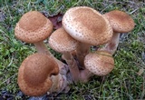 Armillaria solidipes image