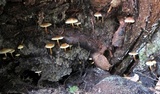 Hypholoma capnoides image