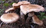 Armillaria solidipes image