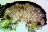 Micarea misella image