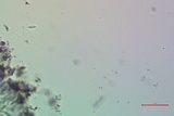 Micarea misella image