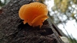 Chrysomphalina aurantiaca image