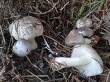 Tricholoma terreum image