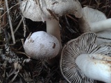 Tricholoma terreum image