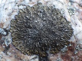 Xanthoparmelia loxodes image