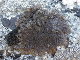 Xanthoparmelia loxodes image