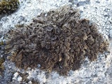 Xanthoparmelia pulla image
