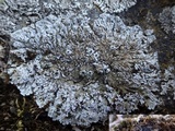 Physconia venusta image