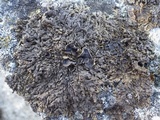 Xanthoparmelia pulla image