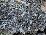 Hypotrachyna britannica image