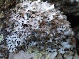 Hypotrachyna britannica image