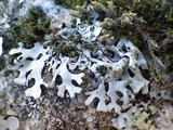 Hypotrachyna britannica image