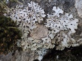 Hypotrachyna britannica image