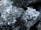 Hypotrachyna britannica image