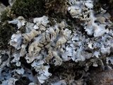 Hypotrachyna britannica image