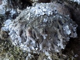 Parmelia saxatilis image