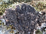 Parmelia saxatilis image