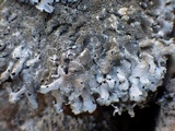 Parmelia saxatilis image