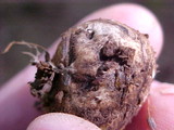 Rhizopogon vinicolor image