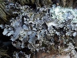 Parmotrema perlatum image