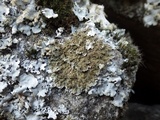 Physconia enteroxantha image