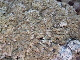 Physconia enteroxantha image