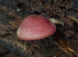 Callistosporium purpureomarginatum image