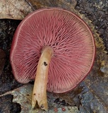 Callistosporium purpureomarginatum image