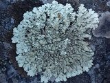 Xanthoparmelia stenophylla image