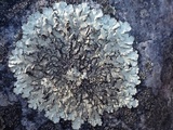 Xanthoparmelia stenophylla image