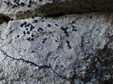 Buellia saxorum image