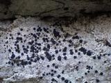 Buellia saxorum image