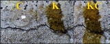 Buellia saxorum image