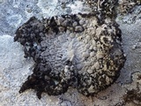 Lasallia pustulata image