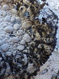 Lasallia pustulata image