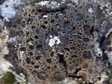 Lasallia pustulata image