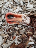 Clathrus columnatus image