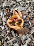 Clathrus columnatus image