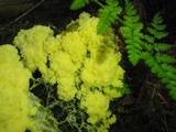 Fuligo septica image